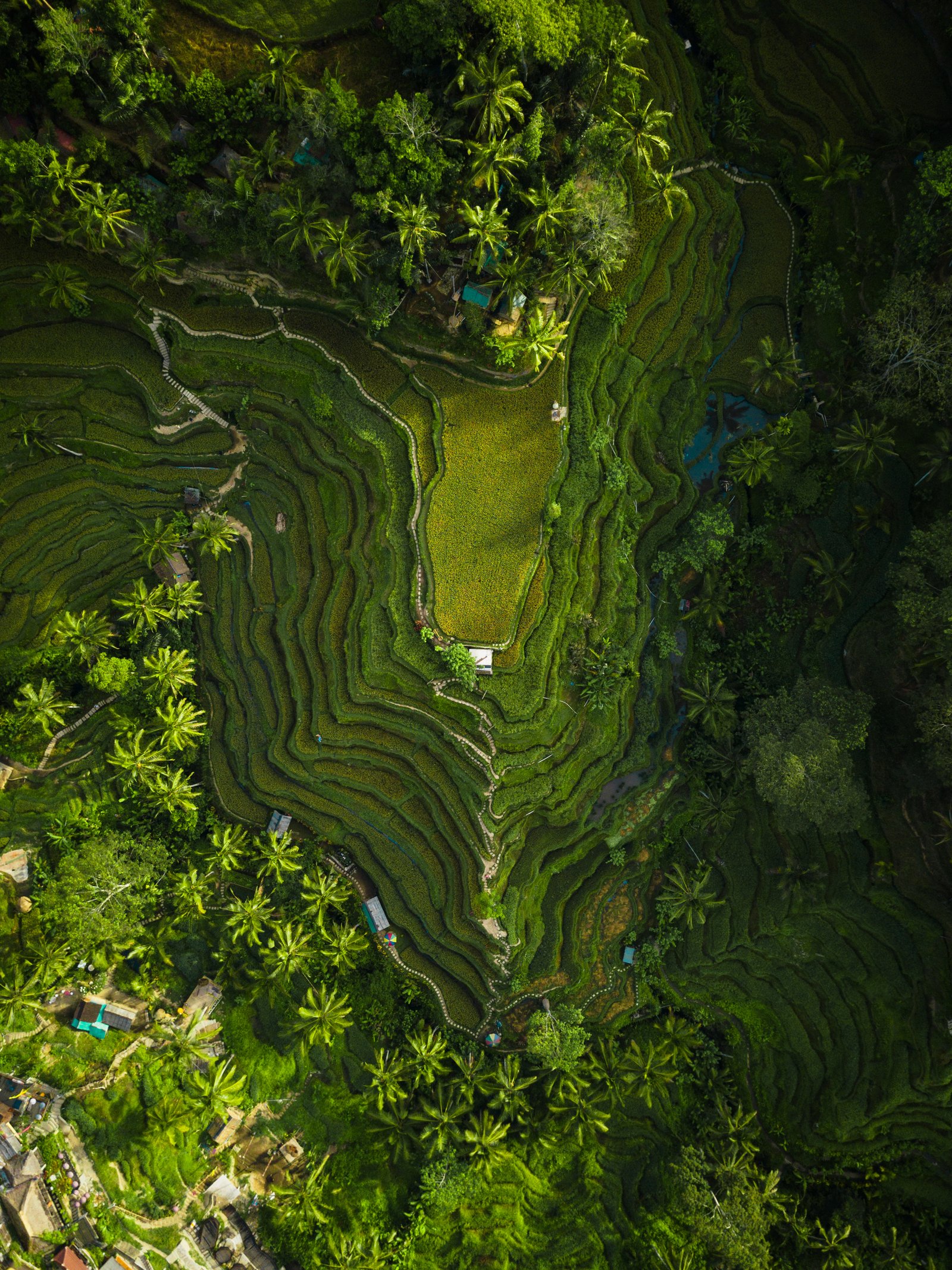 Kerala tea plantations