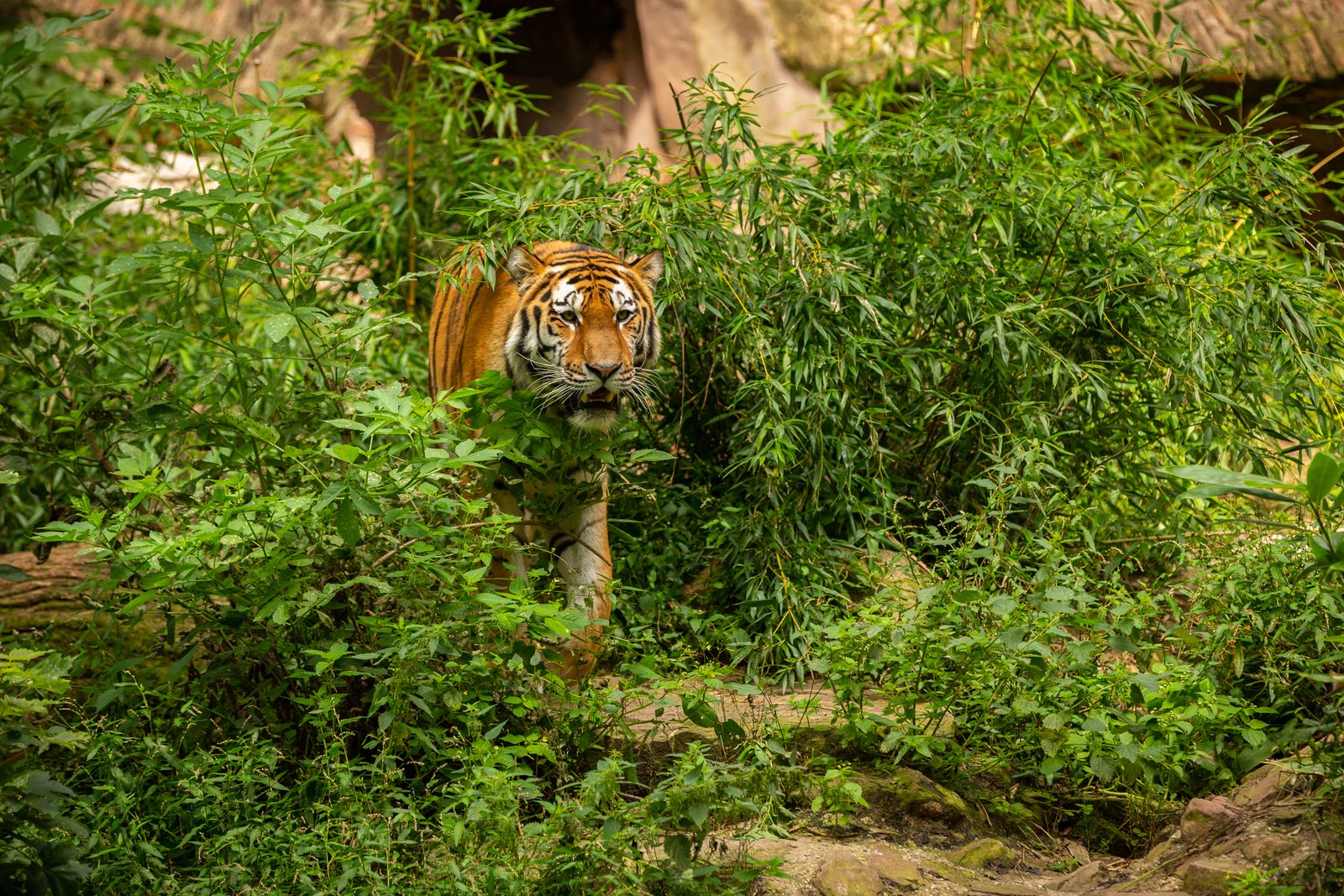 Kerala Hill and Backwater Tour package by Holiday Seasonz